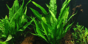 Java fern (microsorum pteropus) attached to wood