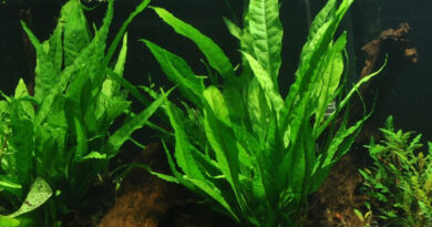 Java fern (microsorum pteropus) attached to wood