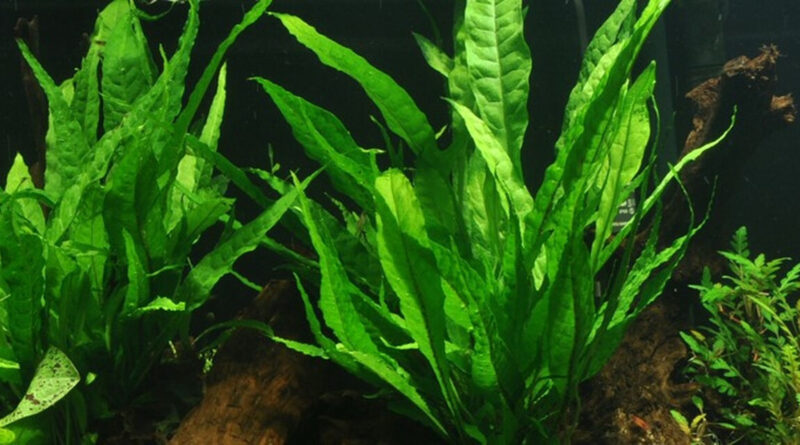 Java fern (microsorum pteropus) attached to wood