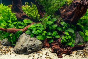 Anubias on aquarium wood