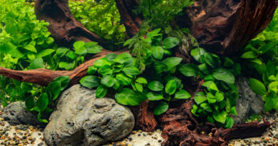 Anubias on aquarium wood