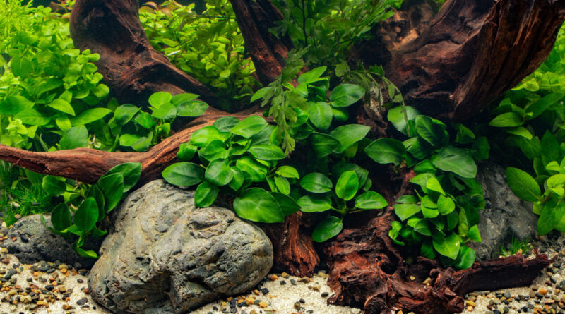 Anubias on aquarium wood