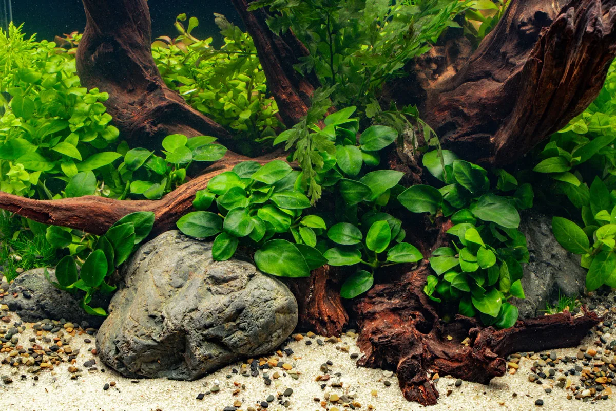 Anubias: The Ultimate Care Guide for Beginners and Experts