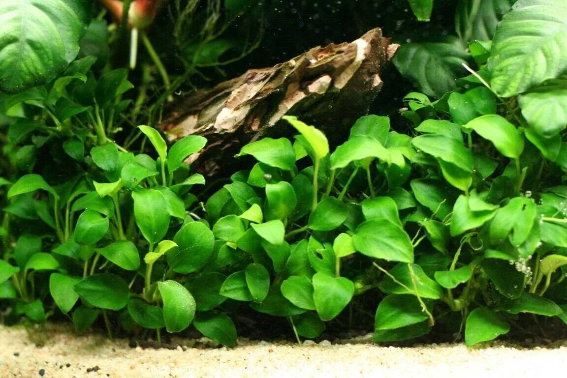 Anubias Types: A Detailed Overview for Aquarium Enthusiasts
