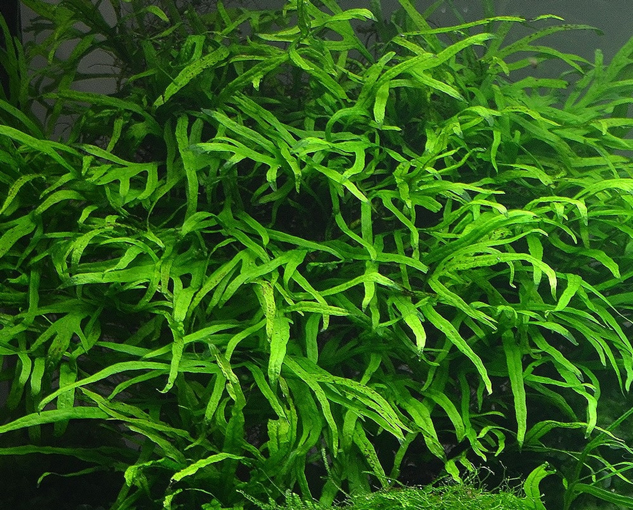 java fern trident in aquarium