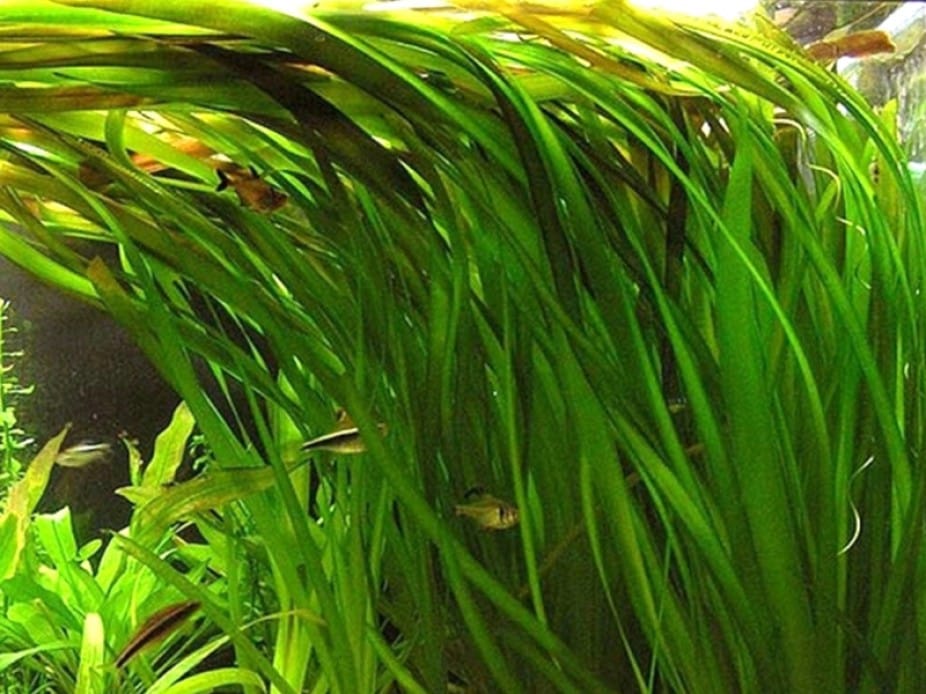 Vallisneria: The Ultimate Care Guide for Beginners and Experts