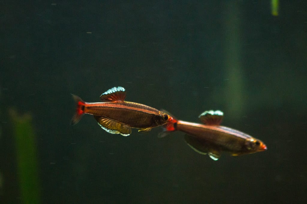 white cloud minnows(Tanichthys albonubes)