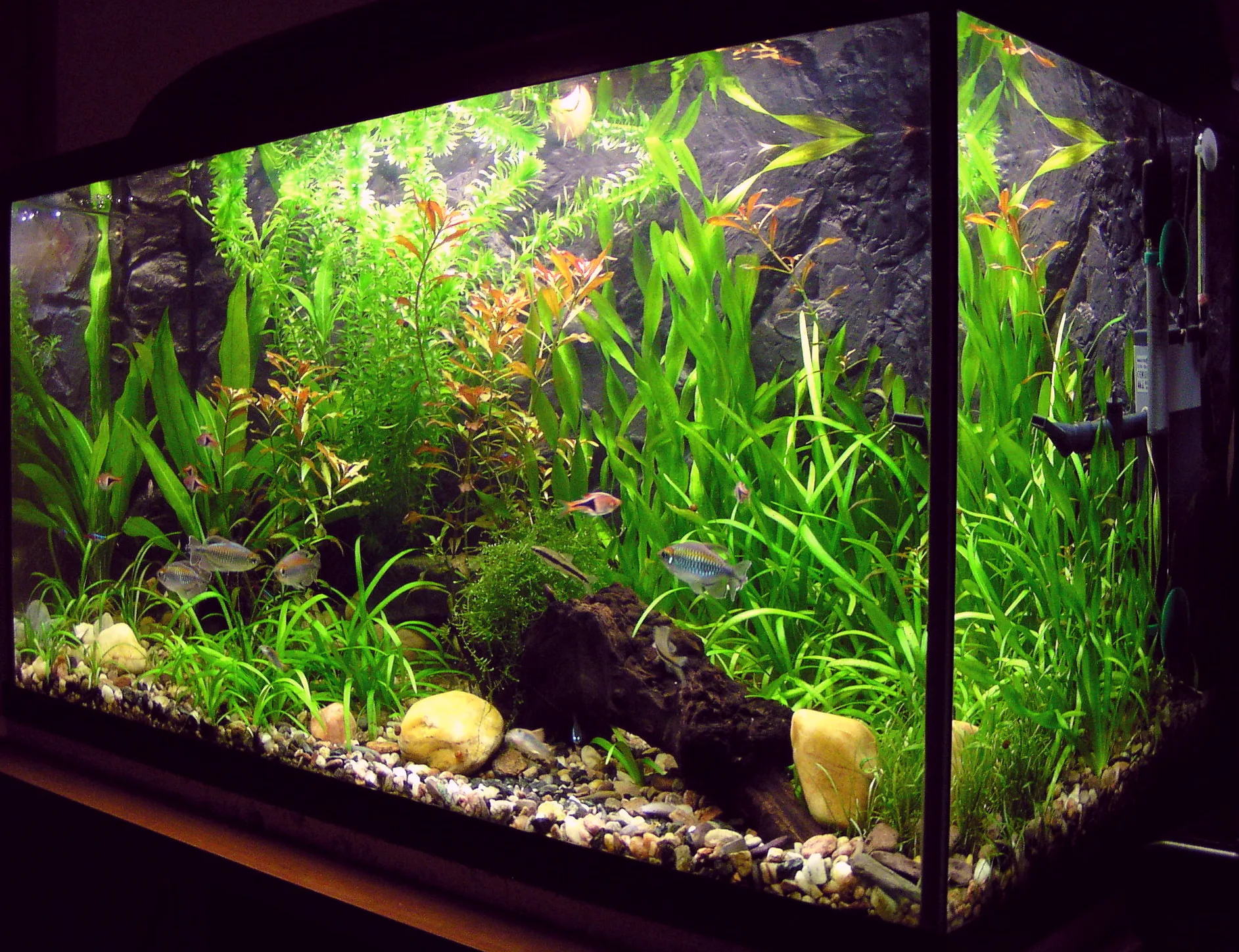 How to Set Up Your First Fish Tank: A Complete Beginner’s Guide