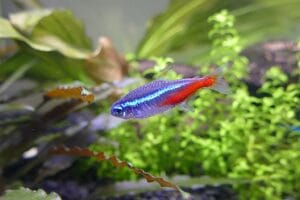 How to Set Up Your First Fish Tank: A Complete Beginner's Guide