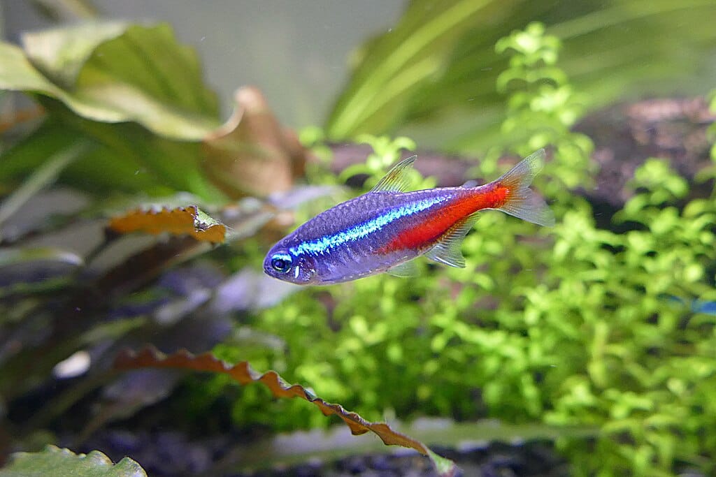 neon tetra fish