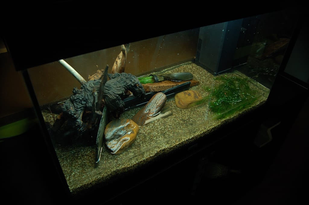 aquarium setup