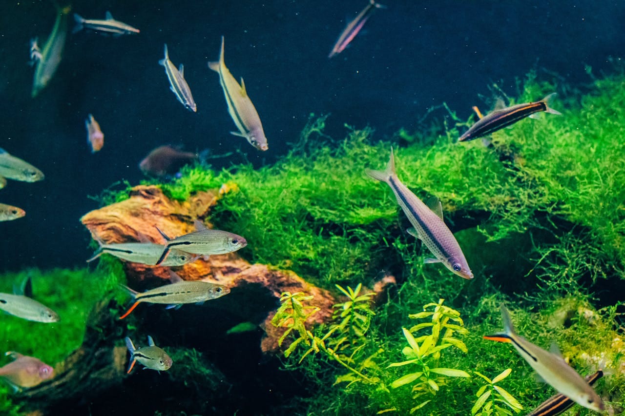 How to Clean a Fish Tank: The Ultimate Aquarium Maintenance Guide