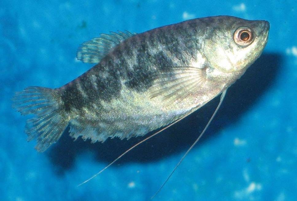 Female Opaline Gourami (Trichogaster trichopterus) with nipped fins