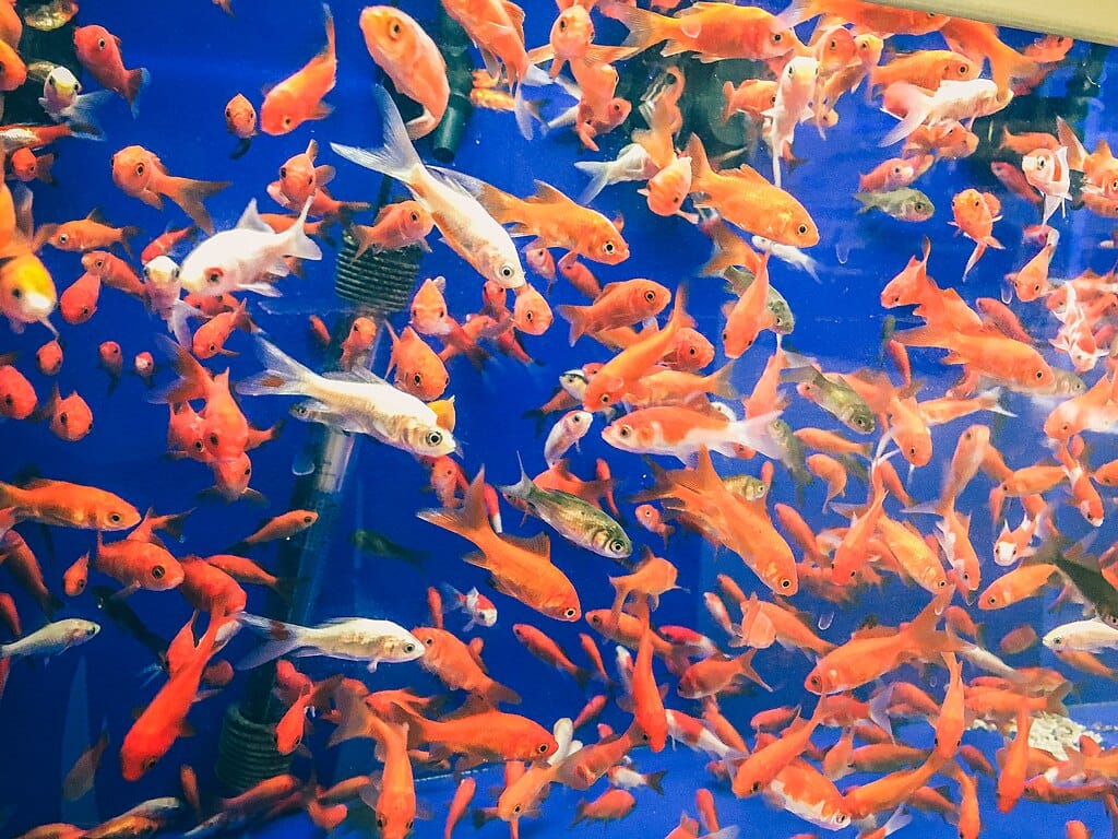 Overcrowded aquarium filled with many goldfish and other small fish against a blue background.