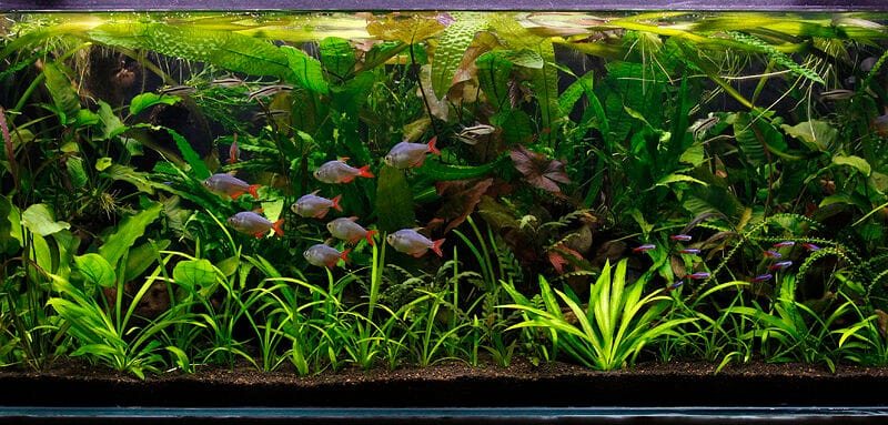 Jungle-style aquascape with dense aquatic plants and minimal visible hardscape in a planted aquarium.