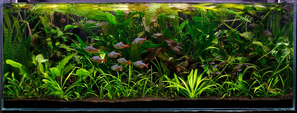 planted aquarium
