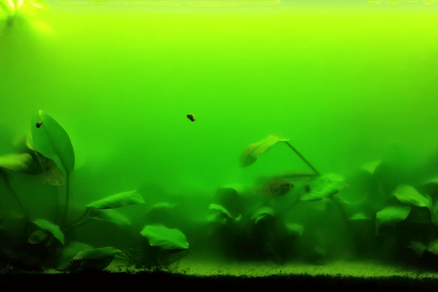 Green algae buildup on aquarium decorations and glass, a common issue in freshwater tanks when light or nutrients are unbalanced.