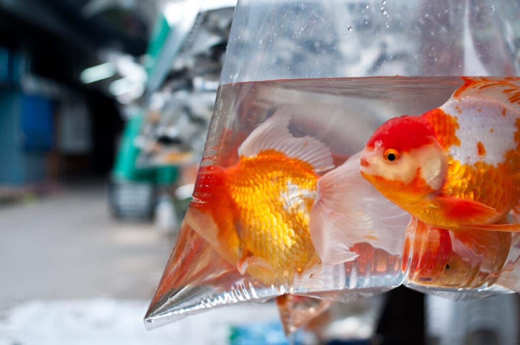 A bag of goldfish hang in a stall in the pet section of the Chatuchak Weekend Market in Bangkok, Thailand.