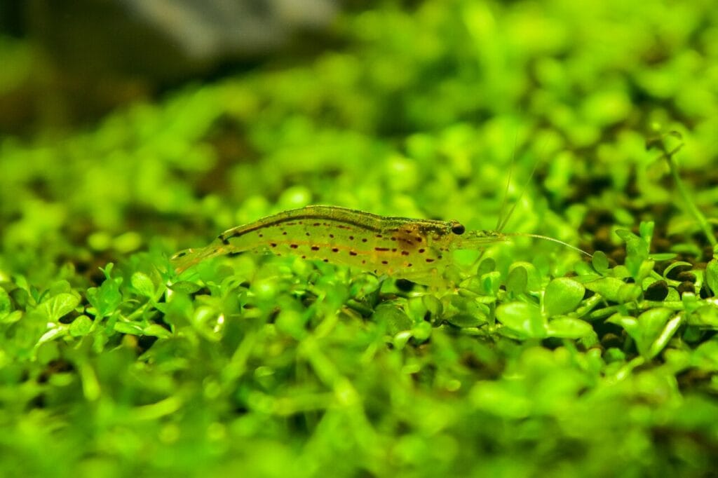 Caridina multidentata also known as Amano Shrimp busy feeding on plant remains