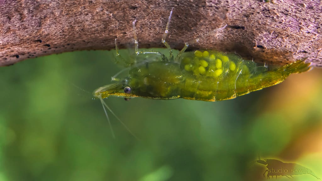 Green neocaridina davidi berrying lots of eggs