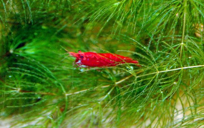 Red cherry shrimp perched on green aquatic moss in a freshwater aquarium, with visible detail on its translucent red body.