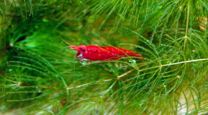 Red cherry shrimp perched on green aquatic moss in a freshwater aquarium, with visible detail on its translucent red body.