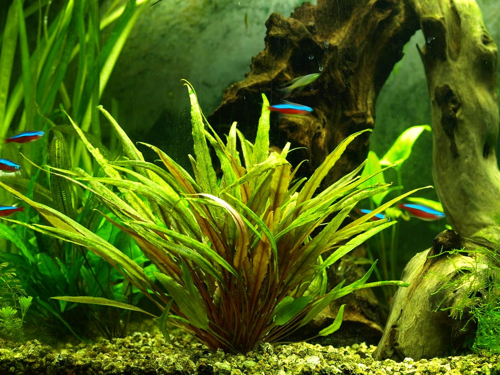 Cryptocoryne wendtii growing in an aquarium foreground.