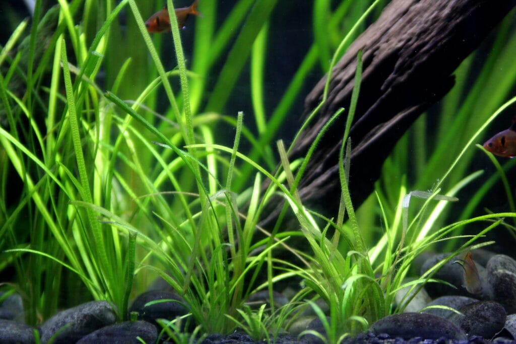 Lush green carpet of aquarium plants in a freshwater aquascape with stones and driftwood