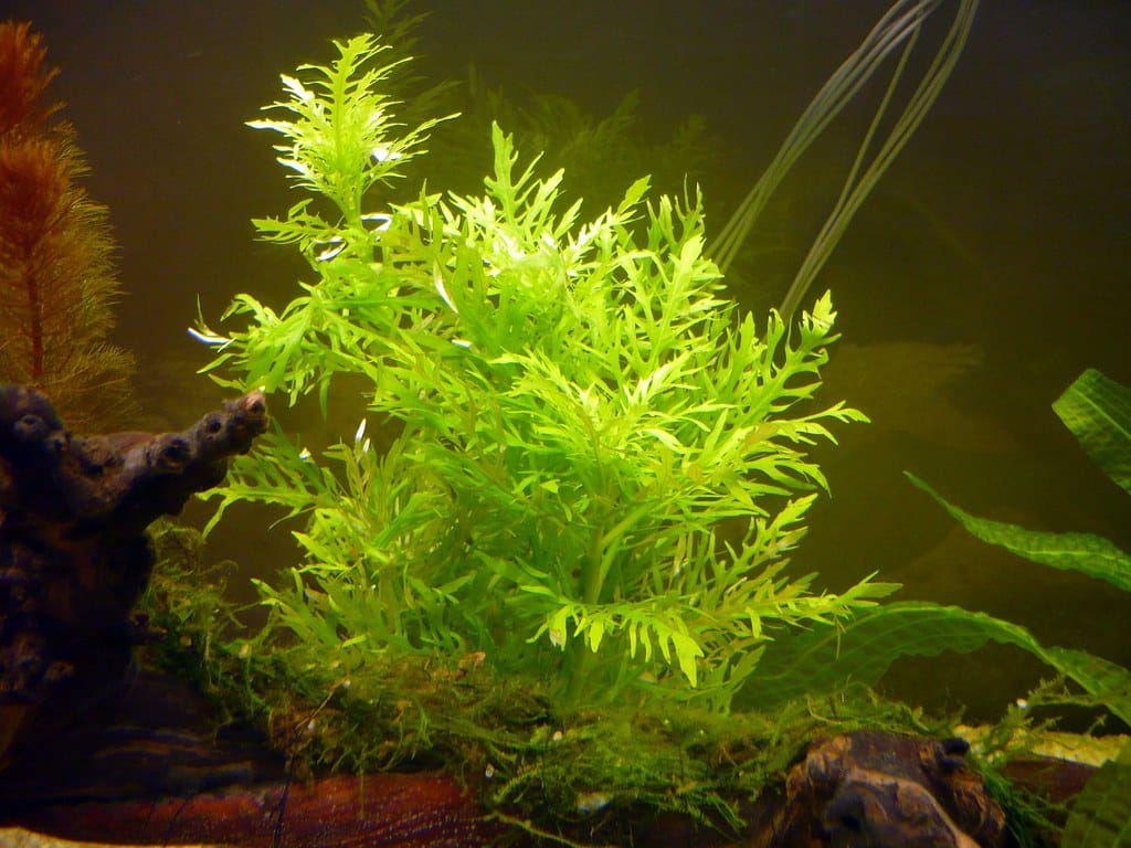 Hygrophila difformis, also known as Water Wisteria, showing delicate green foliage in an aquarium