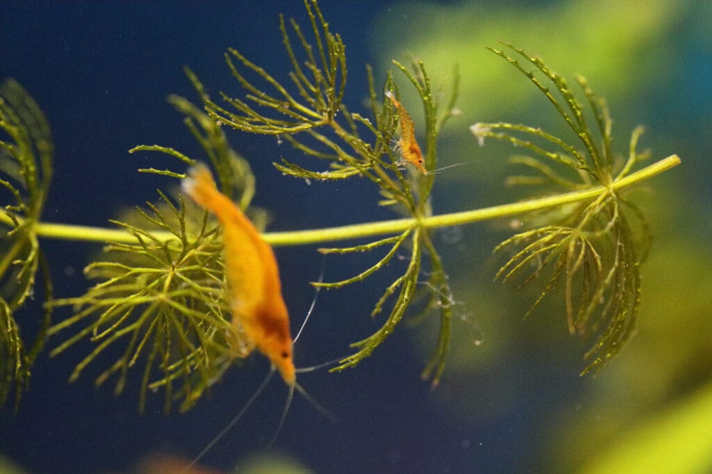 Adult and baby neocaridina shrimp grazing on hornwort