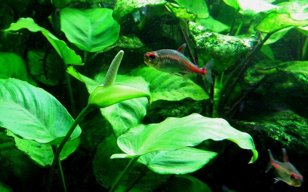 Anubias barteri var. nana growing underwater attached to driftwood in an aquarium, with green broad leaves.