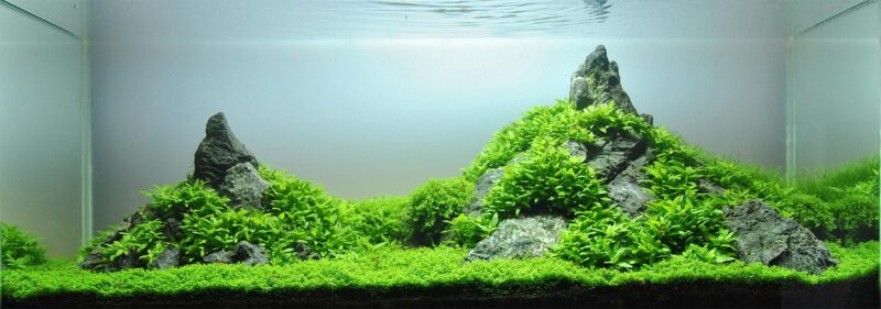 Aquascape with lush green carpet plants in a mini landschaft layout featuring rocks