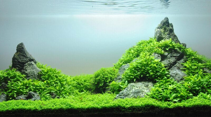 Aquascape with lush green carpet plants in a mini landschaft layout featuring rocks