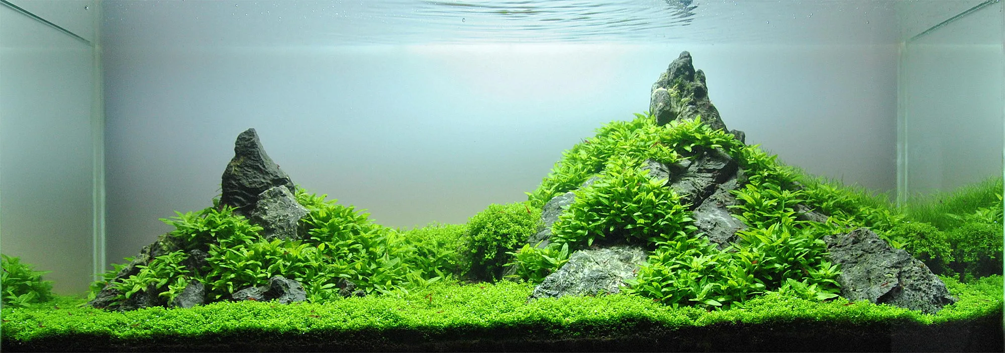 Best Carpet Plants for Aquariums: 7 Stunning Options for Any Setup