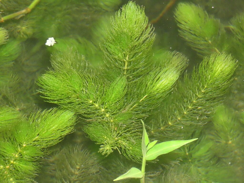Ceratophyllum demersum (hornwort) floating in an aquarium.
