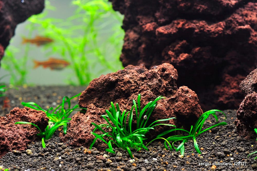 Aquascape with Cryptocoryne parva plants growing among volcanic rocks in a freshwater aquarium