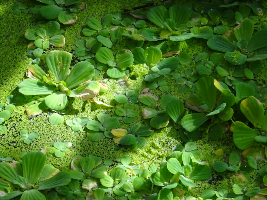 Floating aquatic plants Lemna minor (duckweed) and Pistia stratiotes (water lettuce) on the surface of a freshwater aquarium