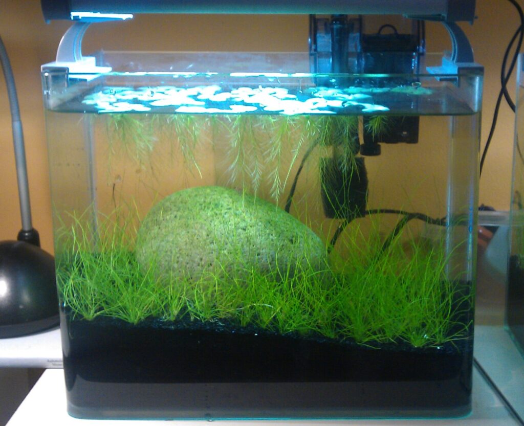 Four-gallon freshwater aquarium with a carpet of dwarf hairgrass, floating dwarf water lettuce, and a central stone