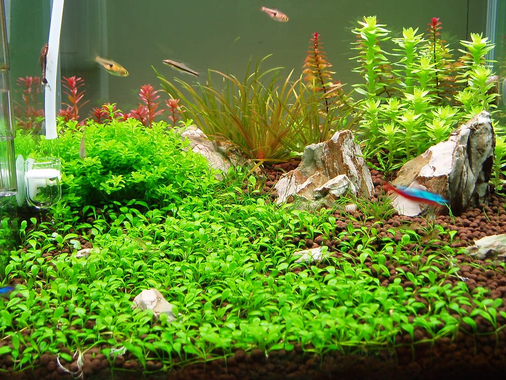 Aquascape with a lush carpet of Glossostigma elatinoides in a freshwater planted aquarium