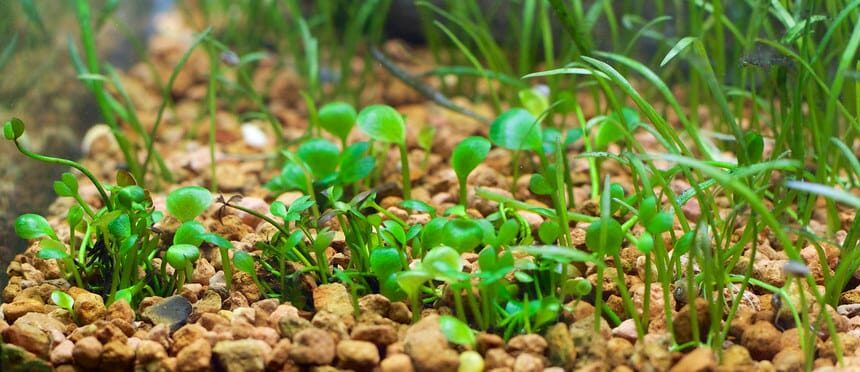 Marsilea hirsuta carpet in a freshwater planted aquarium