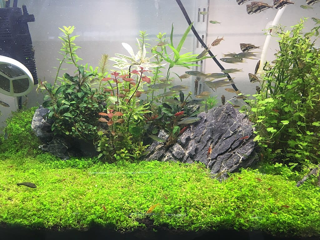 Aquascape with a dense carpet of Monte Carlo (Micranthemum tweediei) in a freshwater planted aquarium with rocks and fish