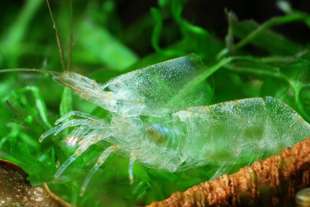 Close-up of an Amano shrimp exoskeleton after molting on aquarium gravel.