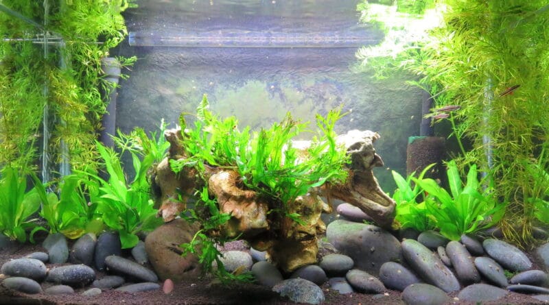 A vibrant freshwater aquarium featuring lush green aquatic plants and small tropical fish swimming among the foliage.