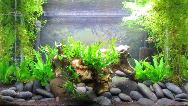 A vibrant freshwater aquarium featuring lush green aquatic plants and small tropical fish swimming among the foliage.