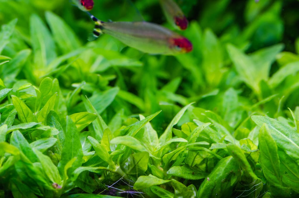 Aquascape with a lush carpet of Staurogyne repens in a freshwater planted aquarium and a rummy nose tetra swim by