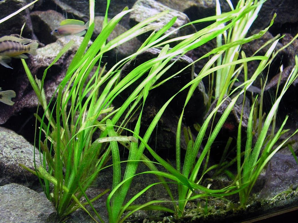Lush freshwater cichlid aquarium with Vallisneria spiralis planted.