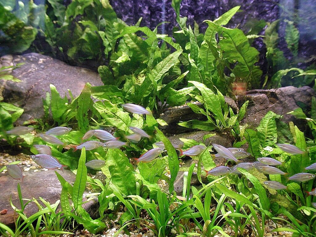 Aquarium fish swimming among lush aquatic plants in a planted aquarium.