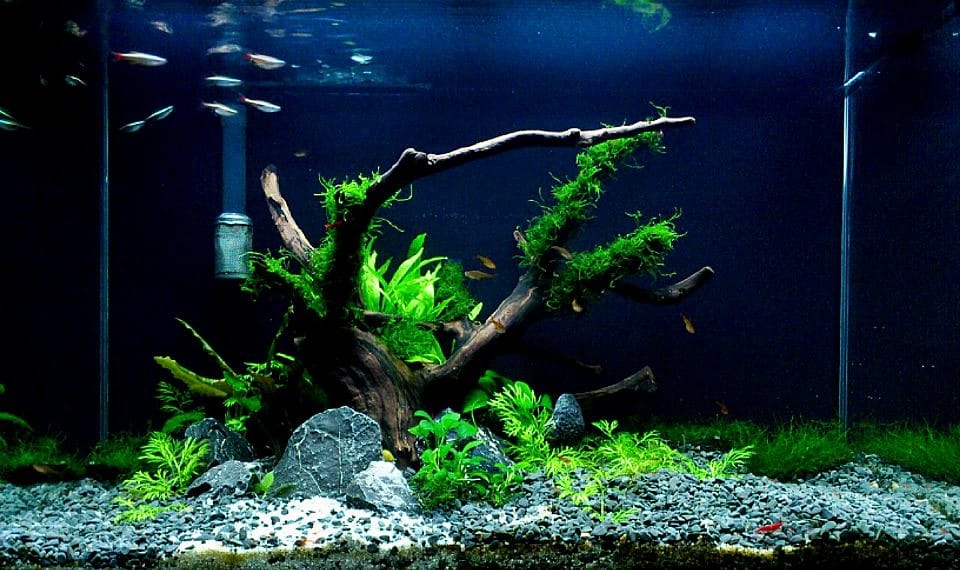 Aquascaping for beginners in a small freshwater tank featuring hardy plants like Java fern, Anubias and java moss, ideal for new aquascapers.