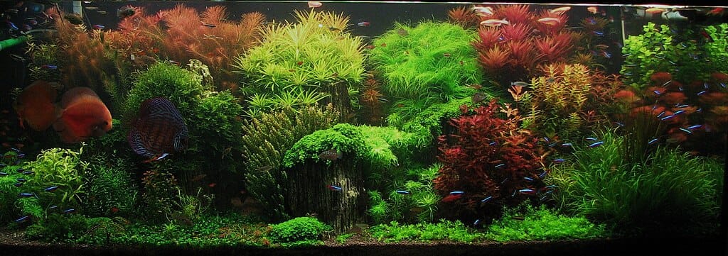 Dutch-style aquascape titled 'The Enchanted Garden' featuring densely planted terraces with vivid aquatic plants.
