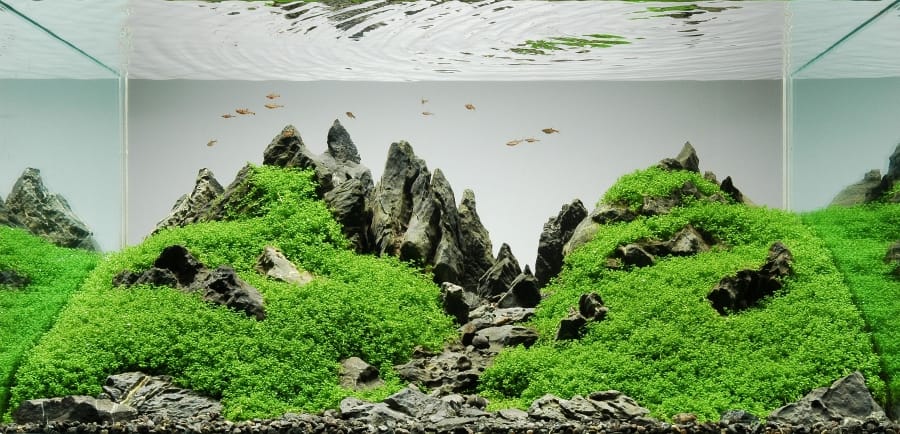 Iwagumi-style aquascape with minimalist rock layout in a planted aquarium by Peter Kirwan.